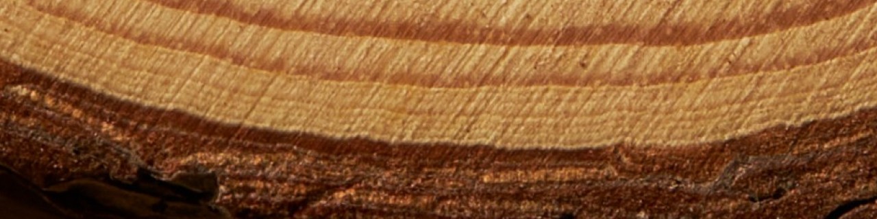 Wood grain